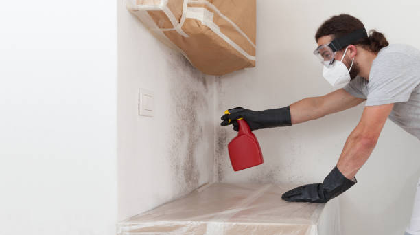 Professional Black Mold Remediation technician working in Lebanon, OR