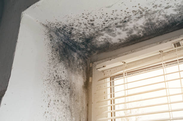 Affordable Black Mold Remediation solutions in Lebanon, OR